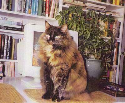 Shirley Murphy's cat ELT